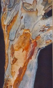 "Eucalyptus Bark" by Julie McCue   First Place