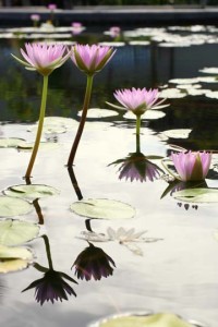 "Waikoloa Lily"  Photo by Kris Lockard