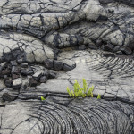 "Lava and Ferns"  by Susan Harris