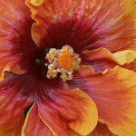 "Hibiscus" by Tim Pervinkler
