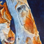 Eucalyptus Bark II   -  watercolor on clapboard by Julie McCue