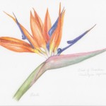 M Dilworth Bird of Paradise