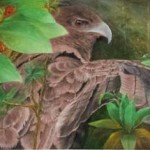 "Io - Hawaiian Hawk"  oil by Norma Watt