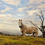 "Parker Ranch"  photo by Ramona France