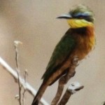 "Bee Eater"  photo by Bernt Grundseth