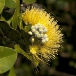 Schaefer YellowOhia