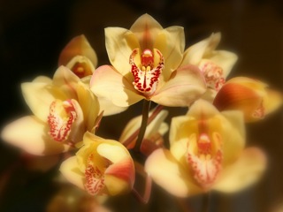 "Pele's Orchid," photo by Kris Lockard