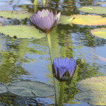 "Rising and Blooming"  Bernt Grundseth