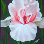 "Pink Champagne", Oil on canvas by Marcia WIshnick