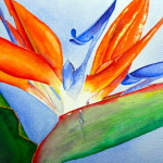 "Weeping Bird"  Watercolor by Julie McCue