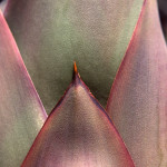 A is for Agave  "Agavaceae Agave Latela"