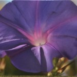 "Morning Glory"  photo by Ramona Frances