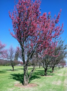 churchrow blossoms