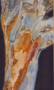 "Eucalyptus Bark" by Julie McCue First Place
