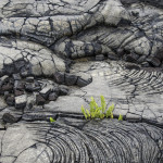"Lava and Ferns" by Susan Harris